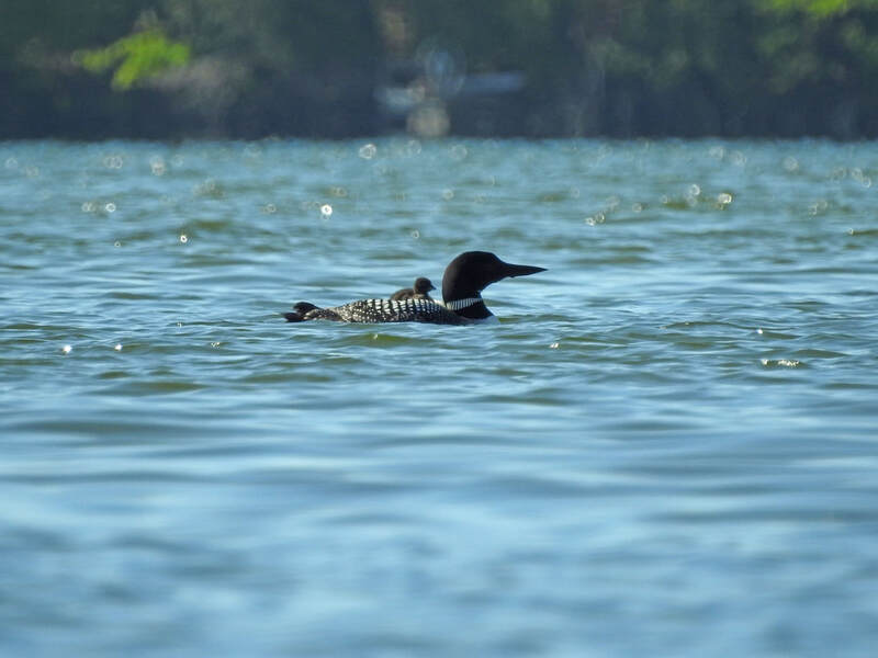 2020 Loon and baby chick on back, taken by Andy Diller
