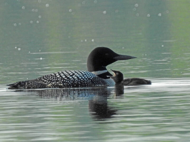 2020 Loon and baby chick, taken by Andy Diller 