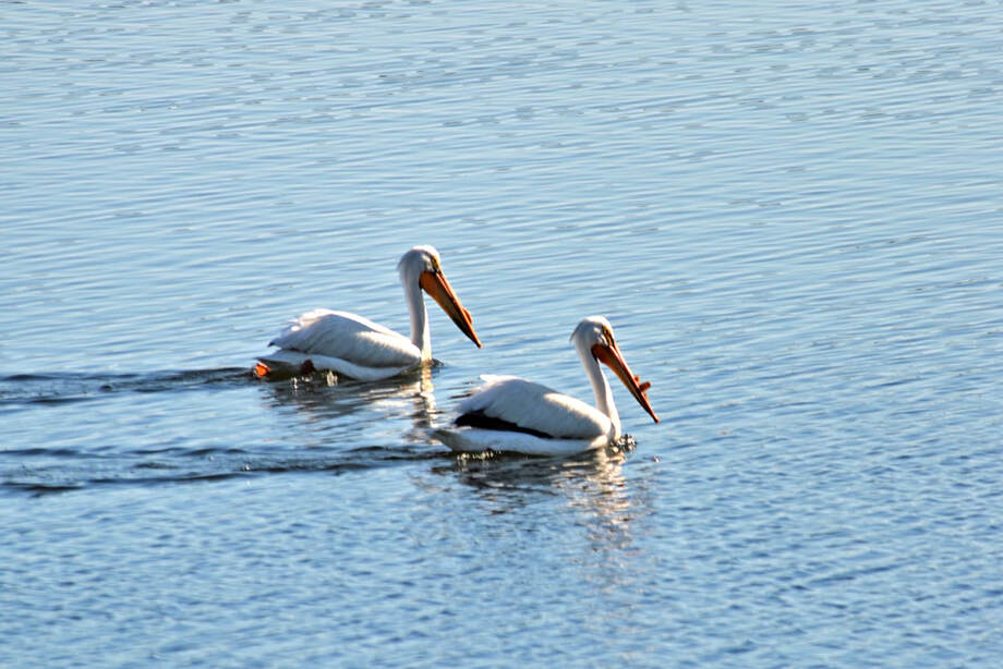 White pelicans passing through on migration, photographed by Holly Ribbens
