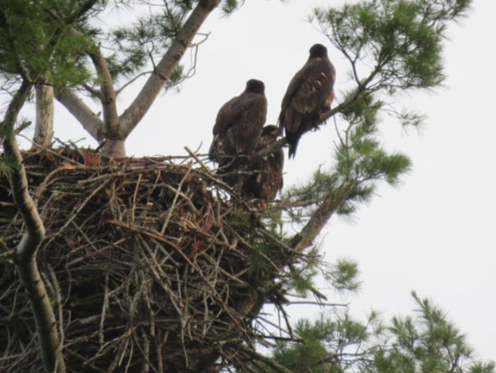The Eaglets Three of 2021 by Dave Van Hammen